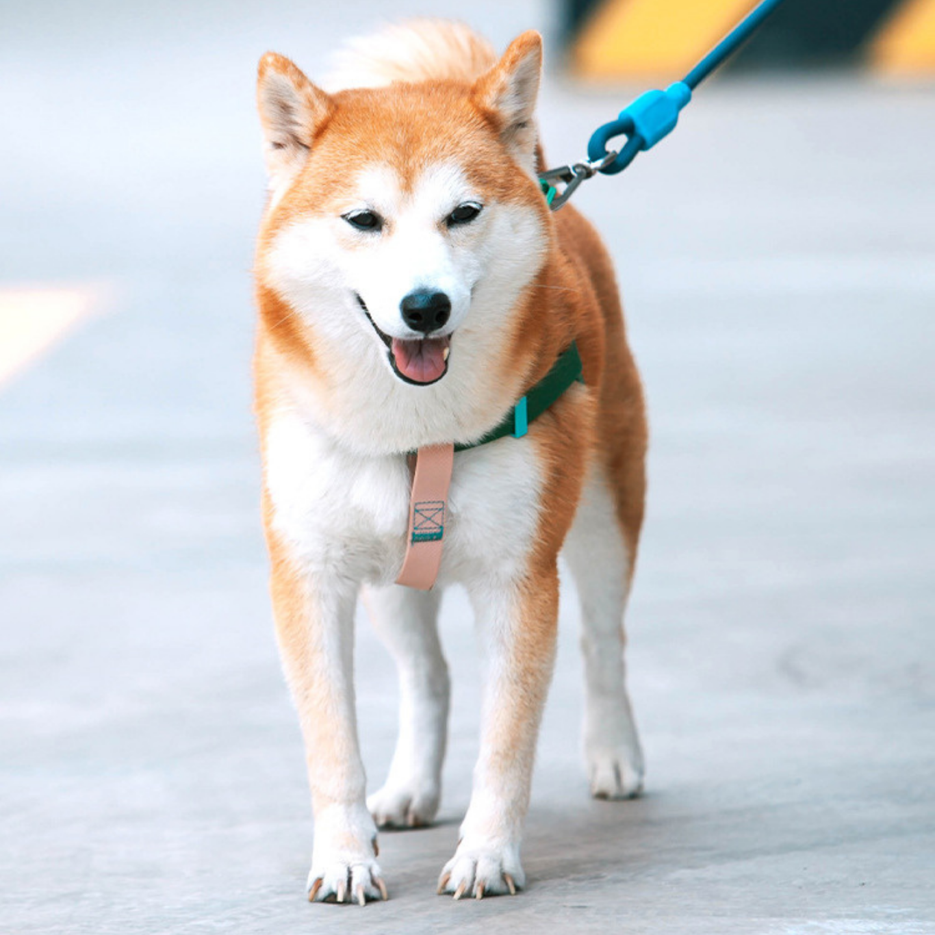 Waterproof Energy PVC Leash