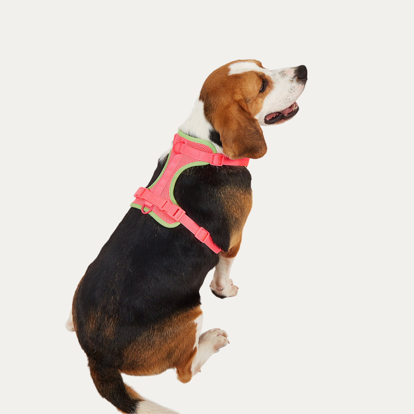Let's Go Out! Harness