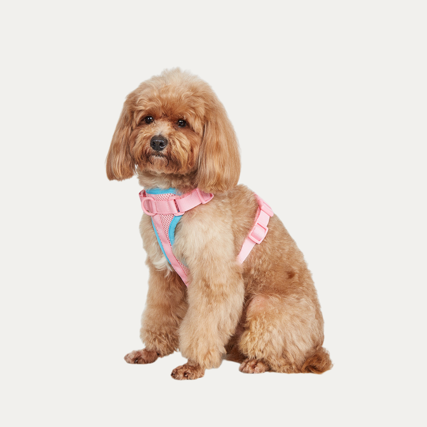 Let's Go Out! Harness