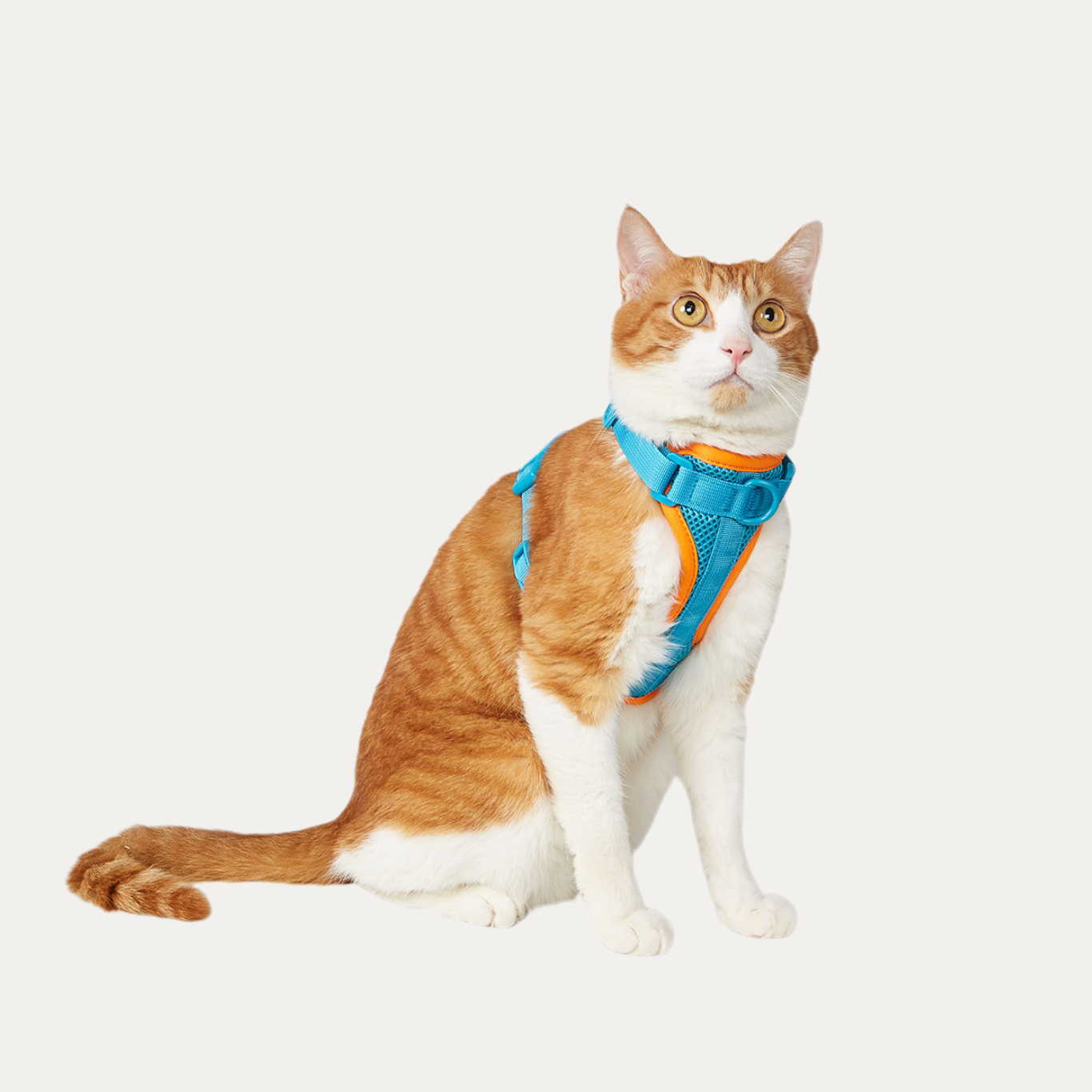 Let's Go Out! Harness