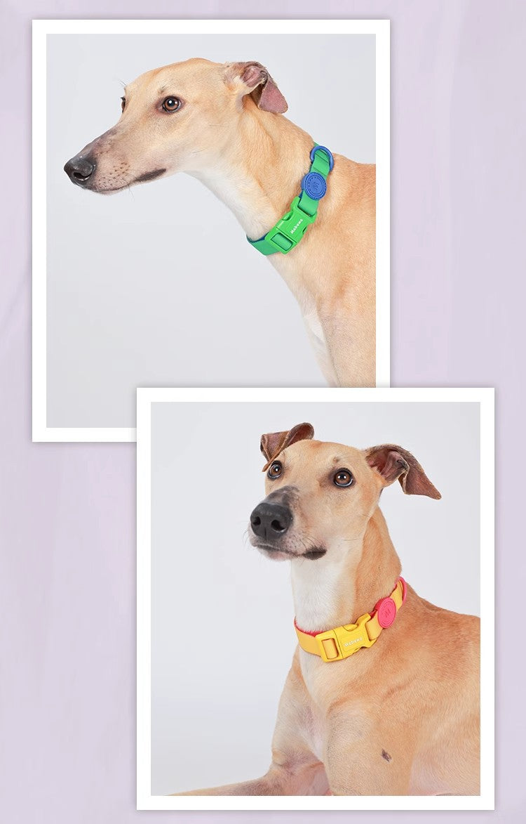 Block Color Collar for Small Dogs
