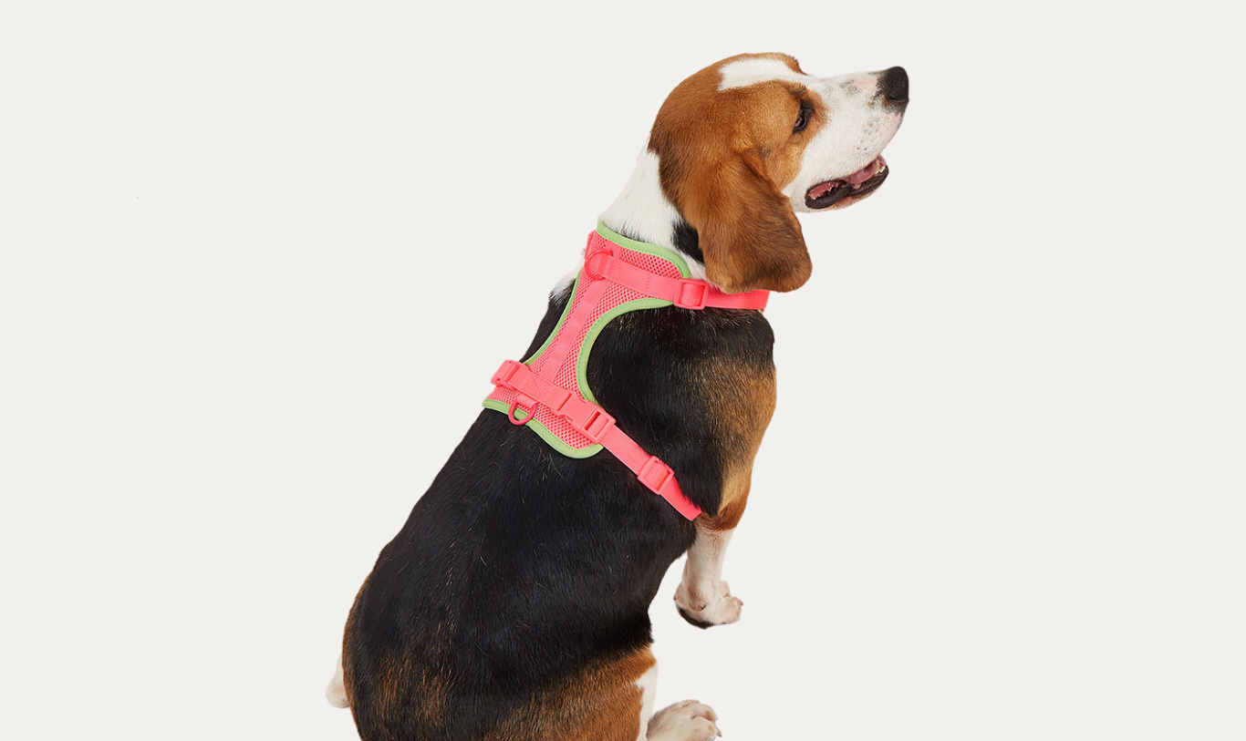 Dog Harness