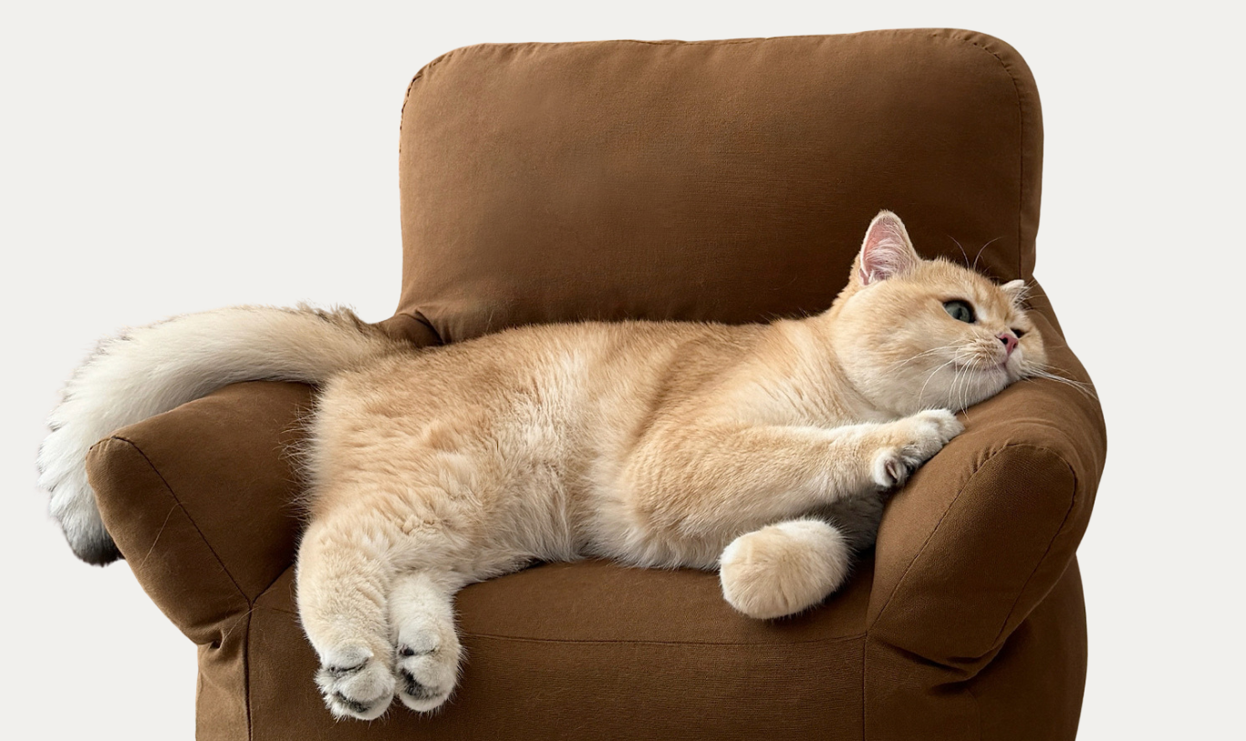 Pet Sofa and Cushion