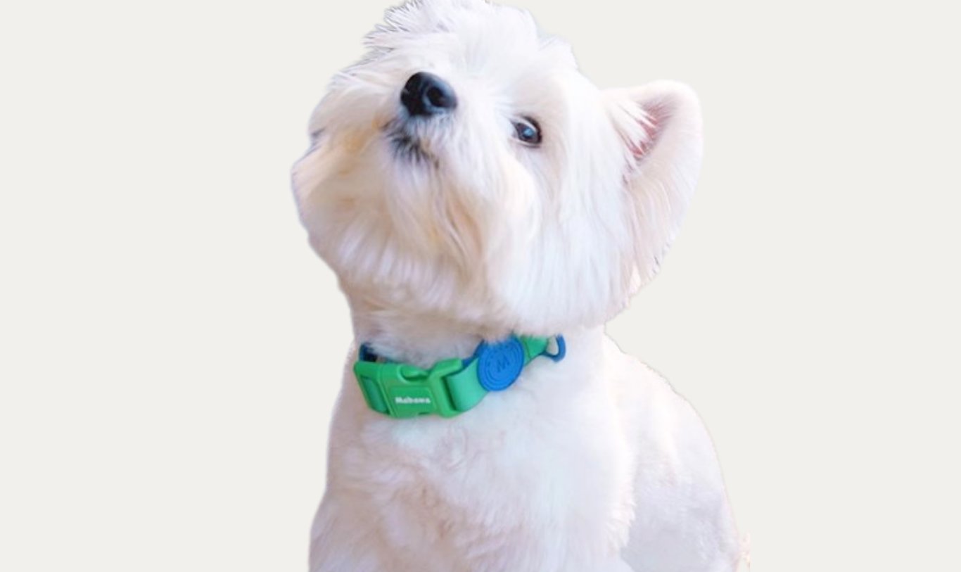 Collars & Leashes