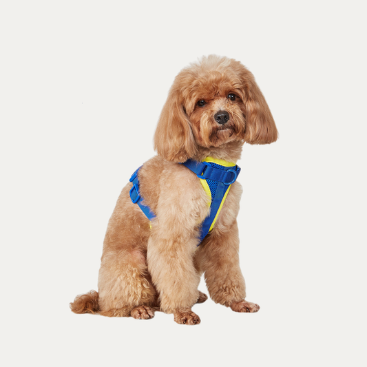 Let's Go Out! Harness