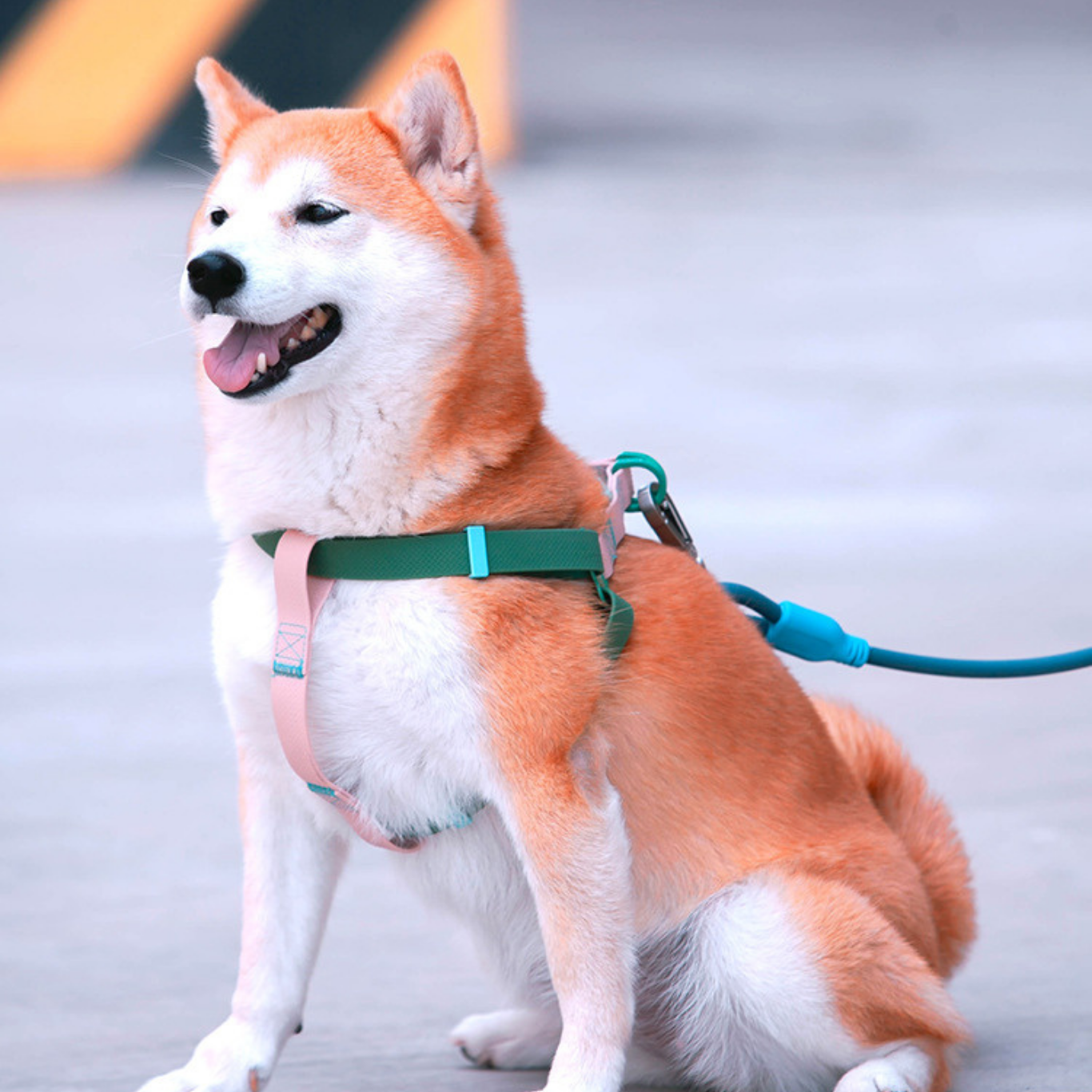 Waterproof Energy PVC Leash