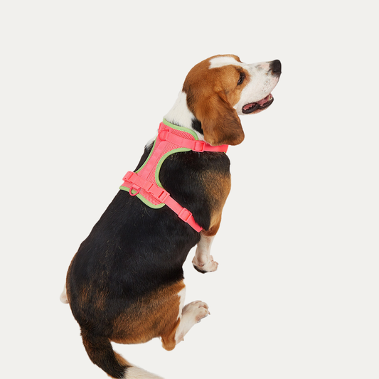 Let's Go Out! Harness