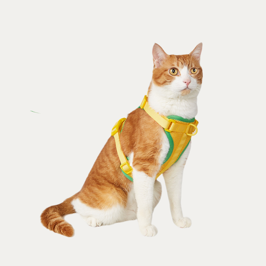 Let's Go Out! Harness