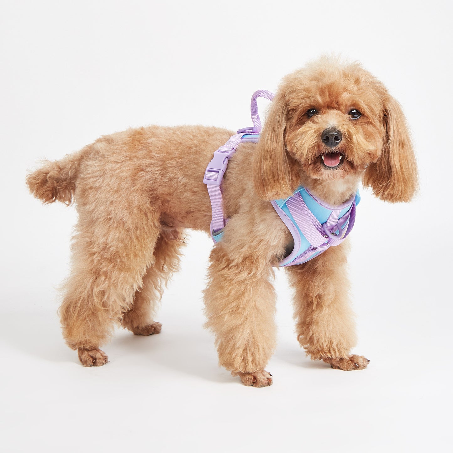 Hold Me Tight! Harness