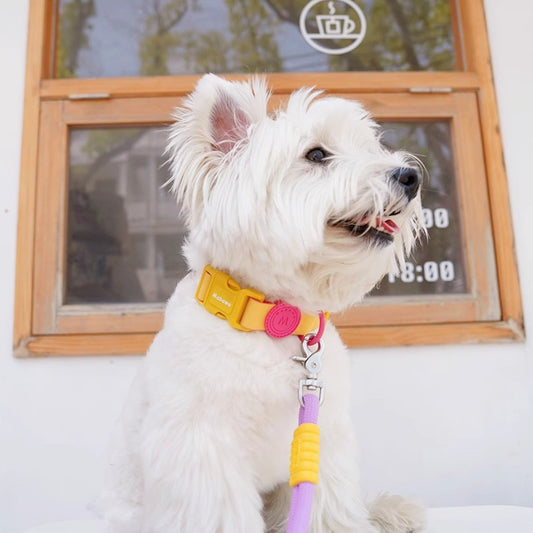 Block Color Collar for Small Dogs