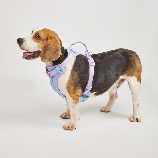 Hold Me Tight! Harness