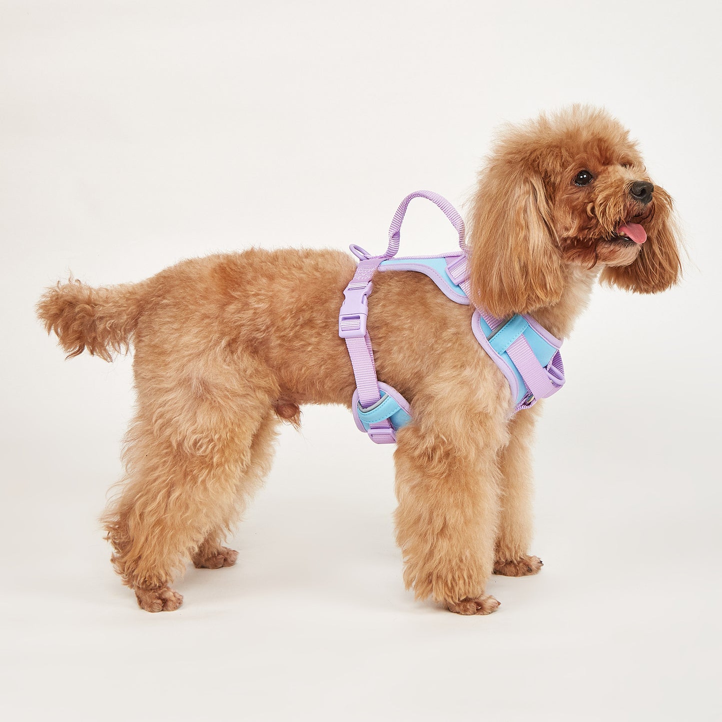Hold Me Tight! Harness