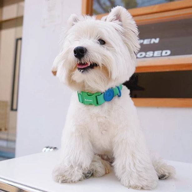 Block Color Collar for Small Dogs