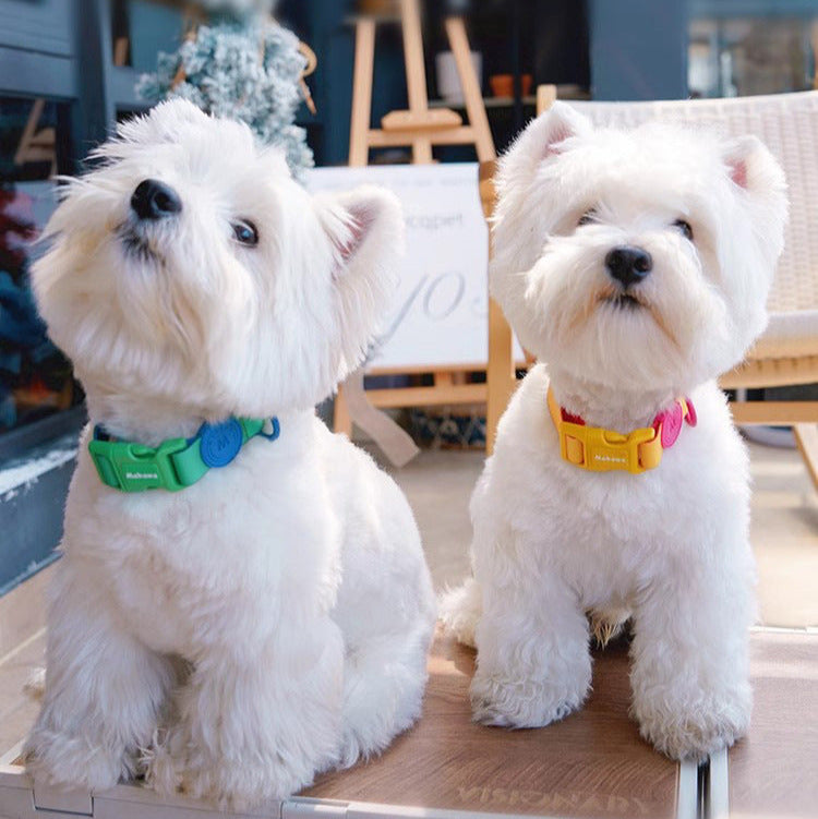 Block Color Collar for Small Dogs